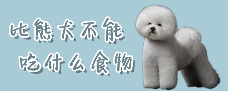 比熊犬不可以吃那些食物