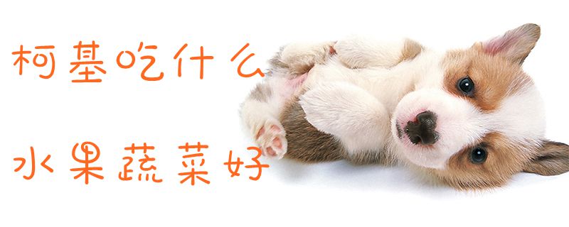 柯基吃那些水果蔬菜好