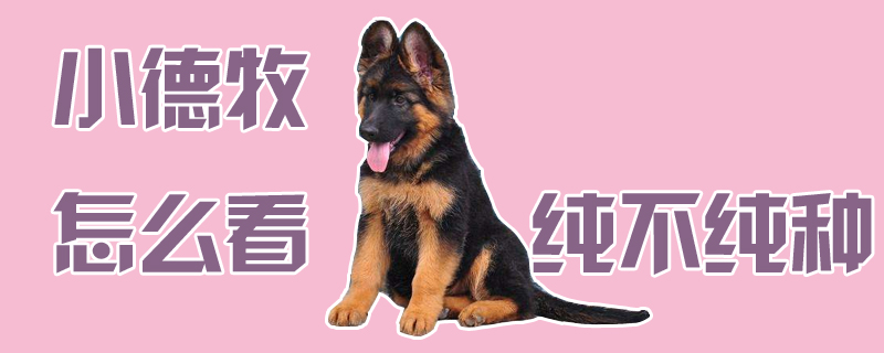 小德牧如何看纯不纯种