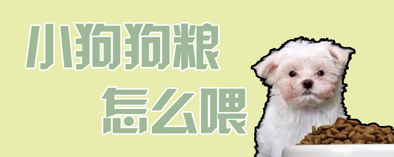 小狗狗粮如何喂