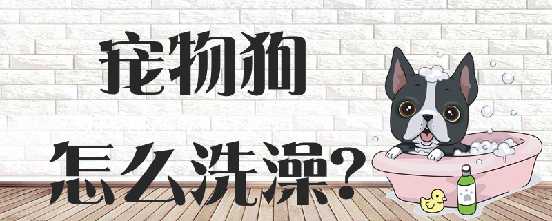 宠物狗如何洗澡