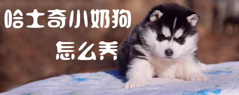 哈士奇小奶狗如何养