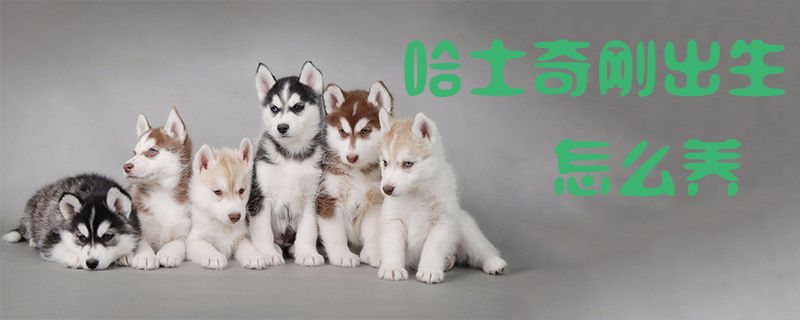 哈士奇刚出生如何养