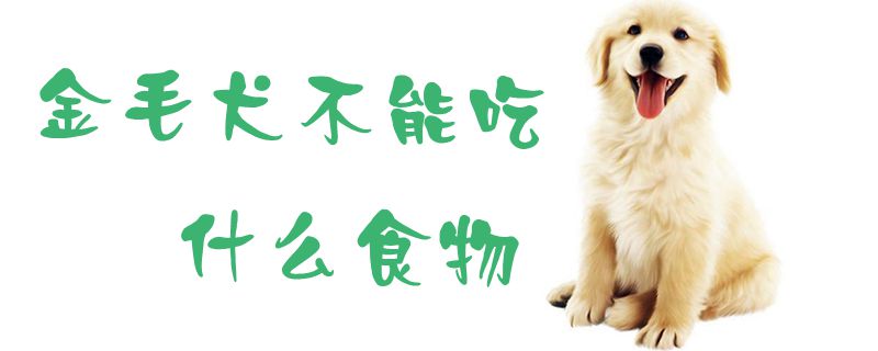 金毛犬不可以吃那些食物