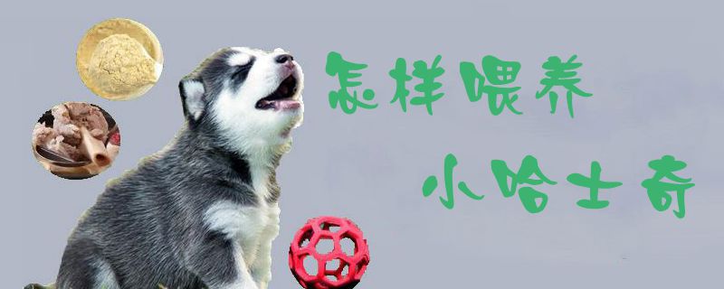 如何喂养小哈士奇
