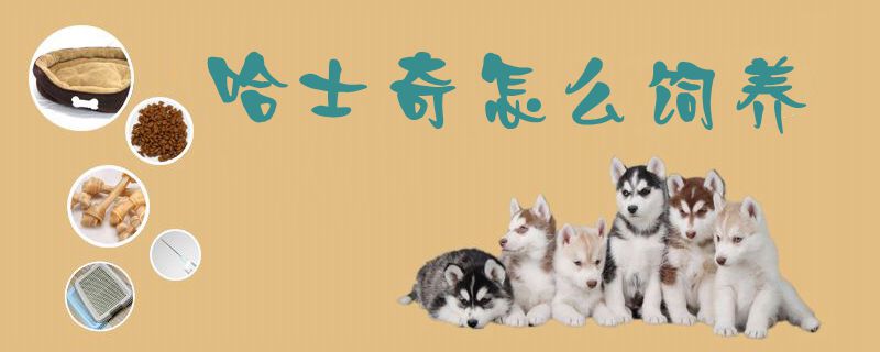 哈士奇如何饲养