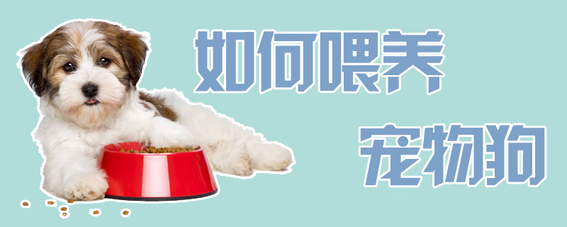 怎么样喂养宠物狗