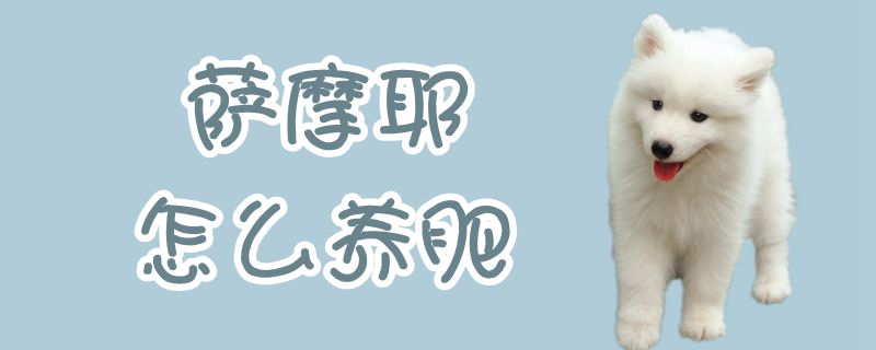 萨摩耶如何养肥