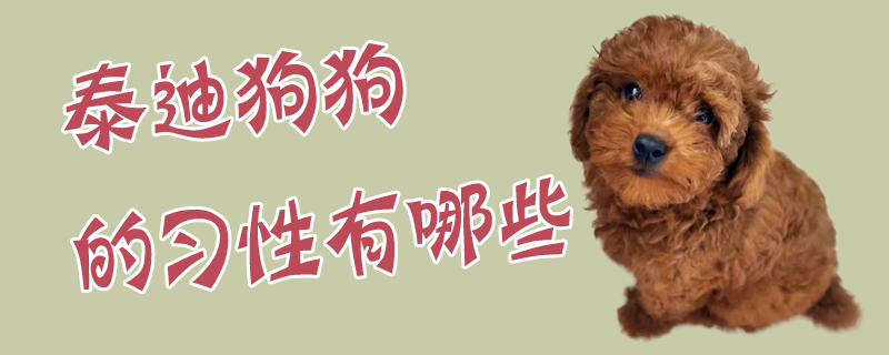 泰迪狗狗的习性有什么
