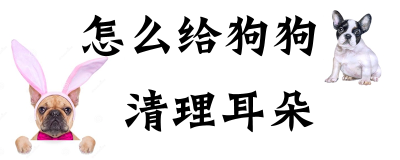 如何给狗狗清理耳朵