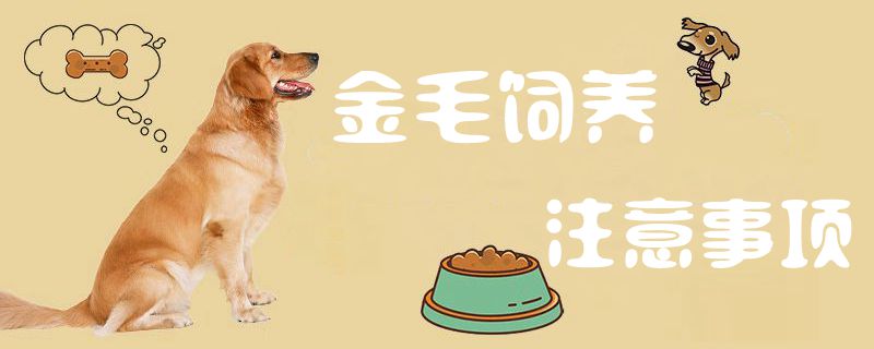 金毛饲养需要注意的地方
