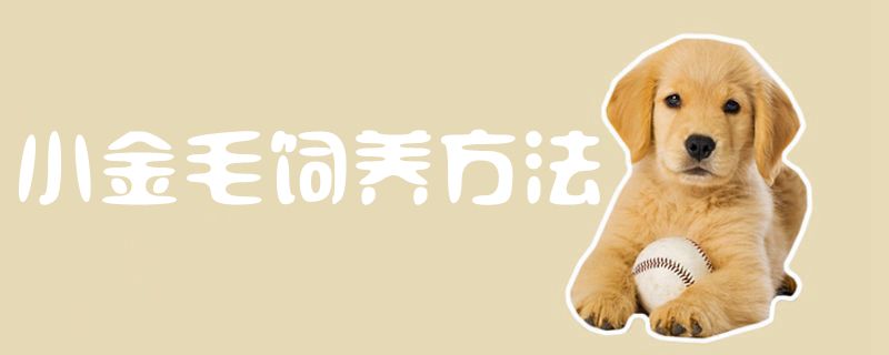 小金毛饲养办法