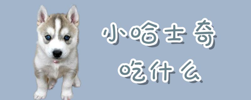 小哈士奇吃那些