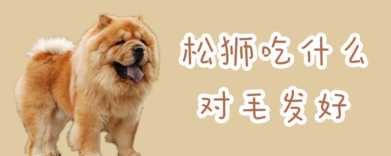 松狮吃那些对毛发好