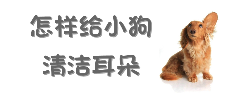 如何给小狗清洗耳朵