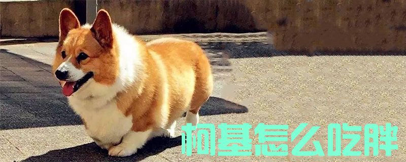 柯基如何吃胖