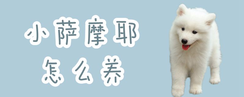 小萨摩耶如何养
