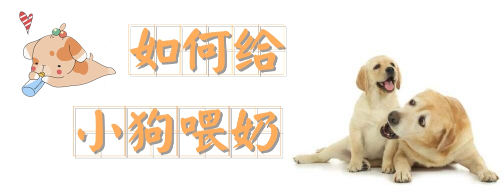 怎么样给小狗喂奶