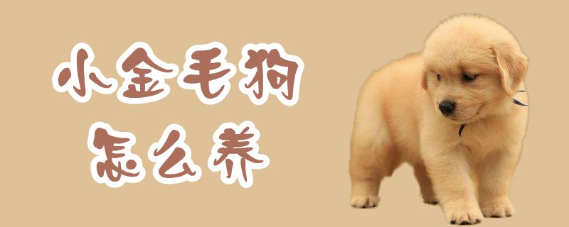 小金毛狗如何养