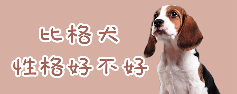 比格犬性格好不好