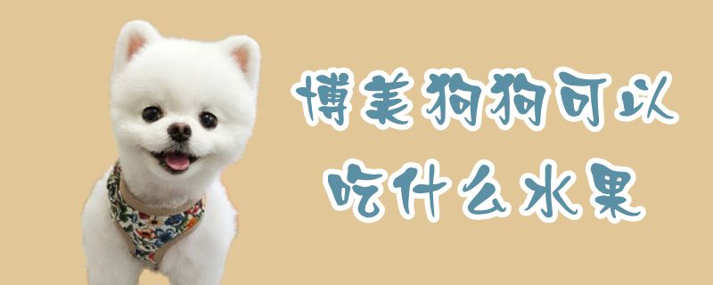 博美狗狗可以吃那些水果