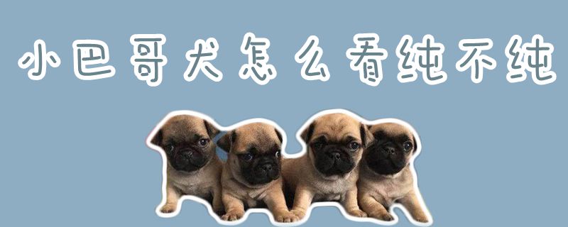 小巴哥犬如何看纯不纯