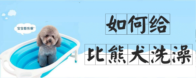 怎么样给比熊犬洗澡
