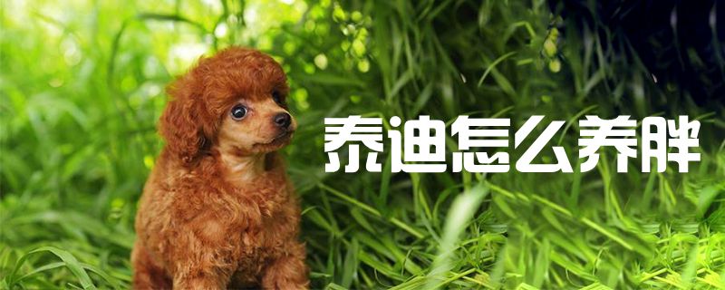 泰迪如何养胖
