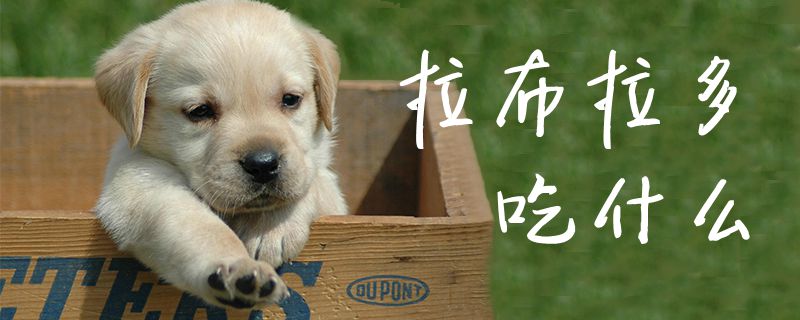 拉布拉多吃那些