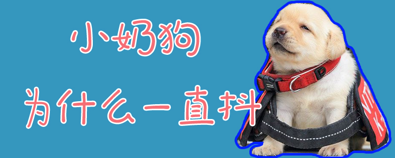 小奶狗为何一直抖