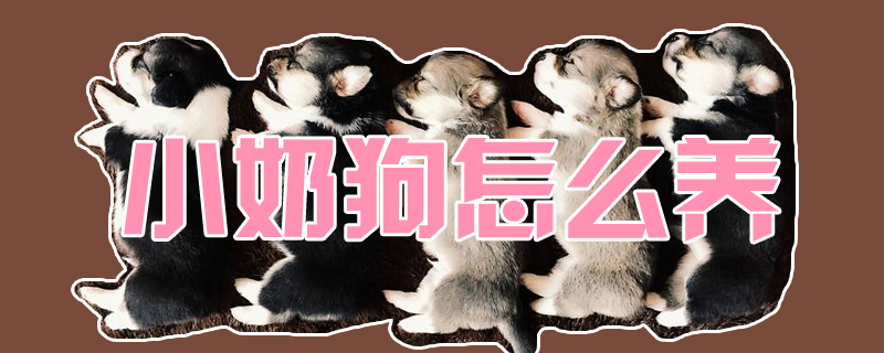 小奶狗如何养