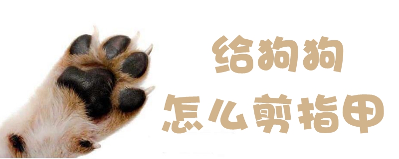 给狗狗如何剪指甲