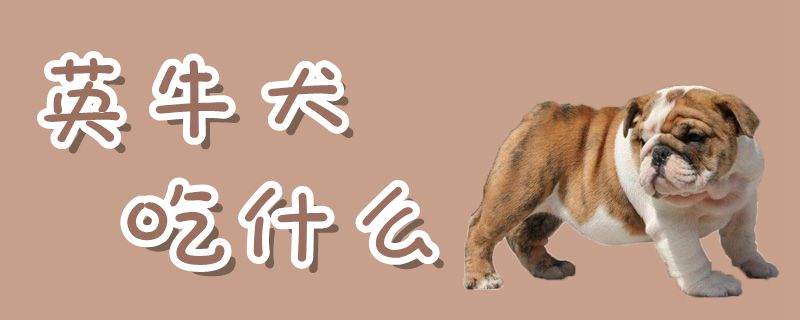 英牛犬吃那些