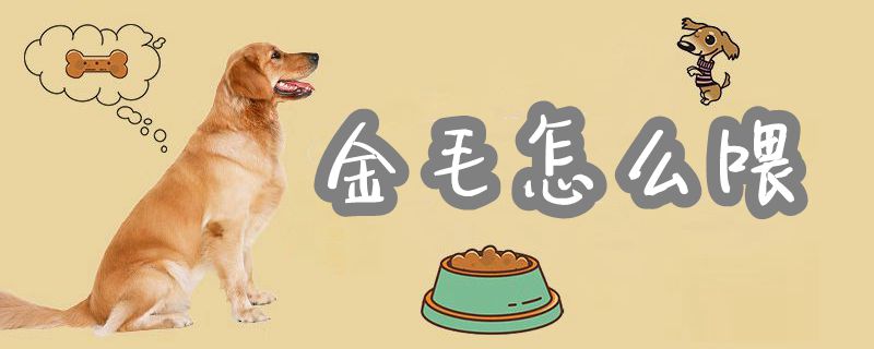 金毛如何喂