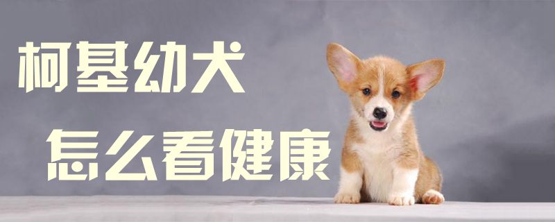 柯基幼犬如何看健康