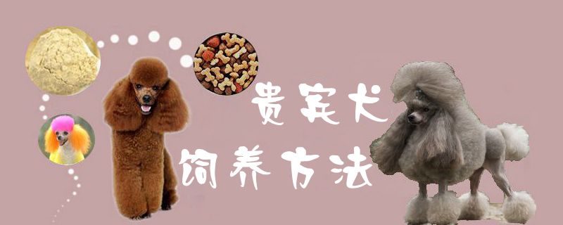 贵宾犬饲养办法