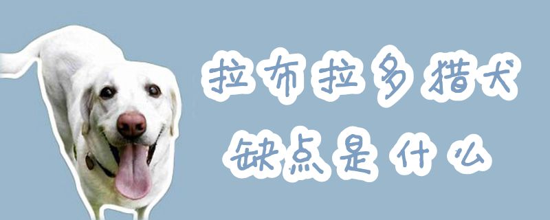 拉布拉多猎犬缺点是什么
