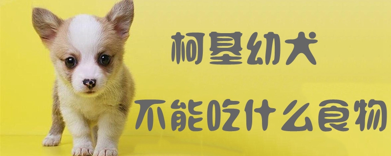 柯基幼犬不可以吃那些食物
