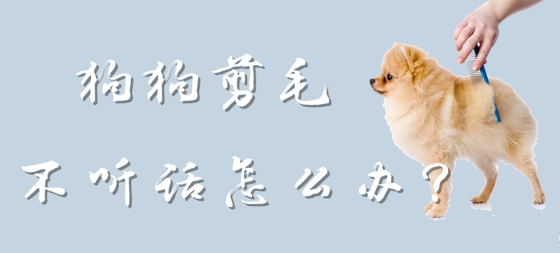 狗狗剪毛叛逆如何解决