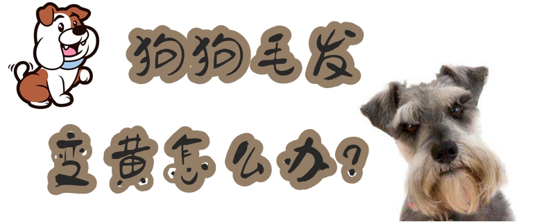 狗狗毛发变黄如何解决
