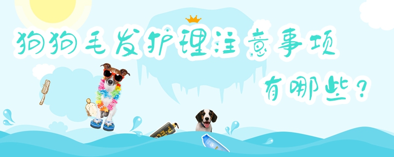 狗狗毛发护理有什么需要注意的地方