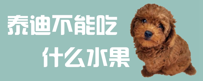 泰迪不可以吃那些水果