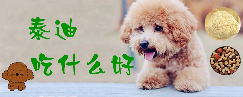 泰迪吃那些好