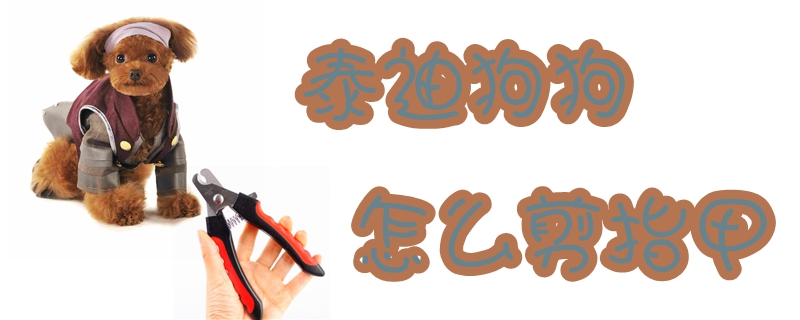 泰迪狗狗如何剪指甲