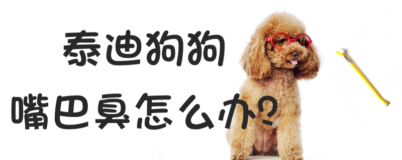泰迪狗狗嘴巴臭如何解决