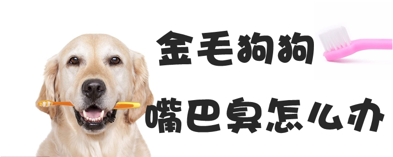 金毛狗狗嘴巴臭如何解决
