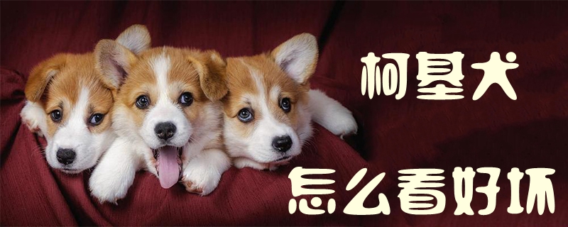 柯基犬如何看好坏