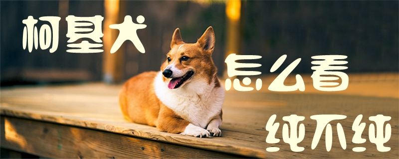 柯基犬如何看纯不纯