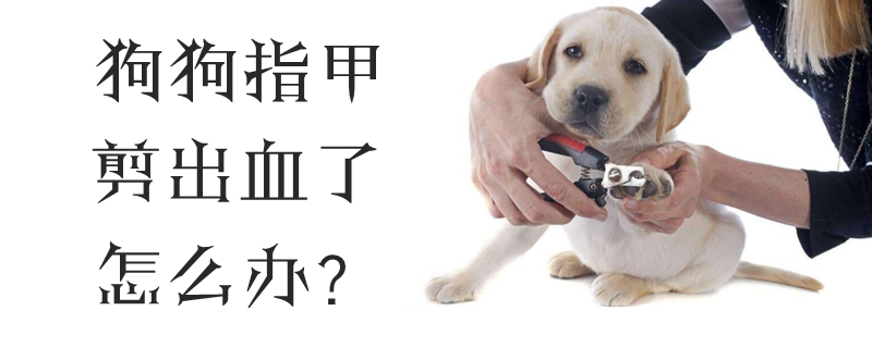 狗狗指甲剪出血了如何解决