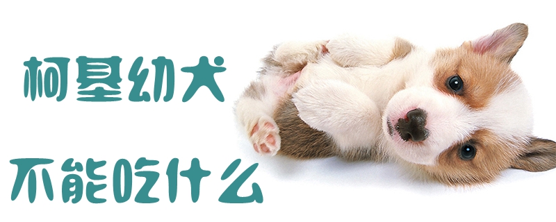 柯基幼犬不可以吃那些